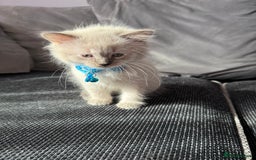 British Shorthair cats for sale: Beautiful BSH 2 male 1 female  - Image 6