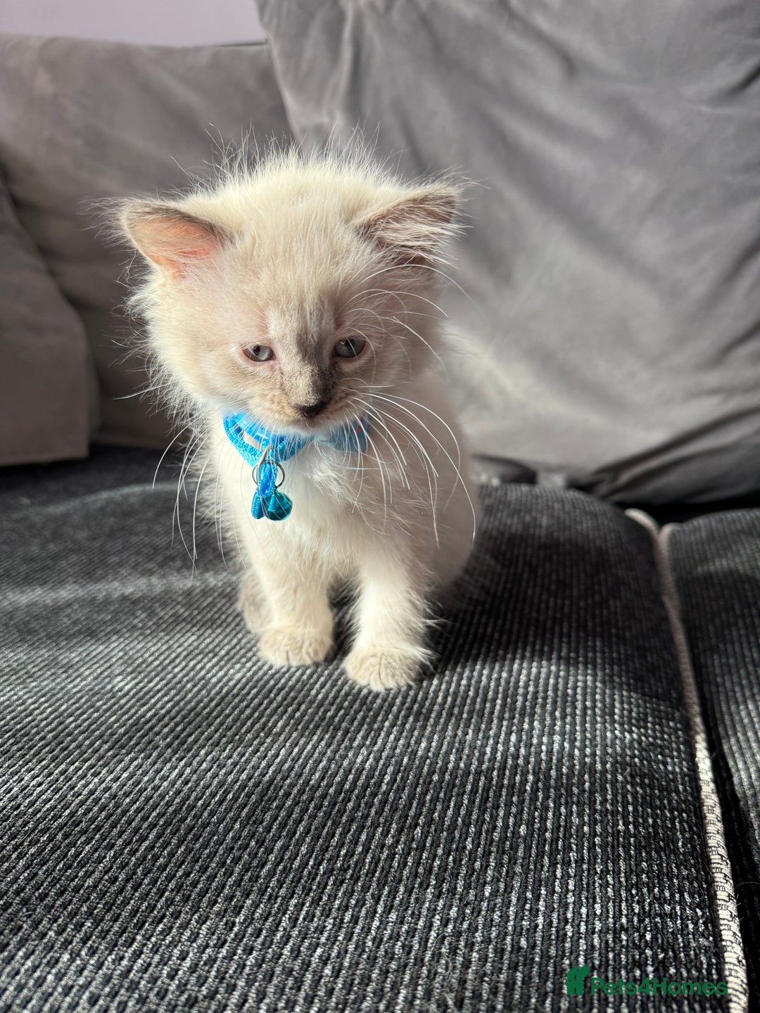 British Shorthair cats for sale: Beautiful BSH 2 male 1 female  - Image 6