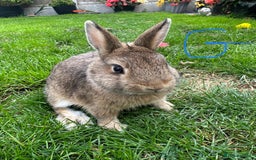 Netherland Dwarf rabbits for sale: Netherland Dwarf Rabbits For Sale  - Image 12
