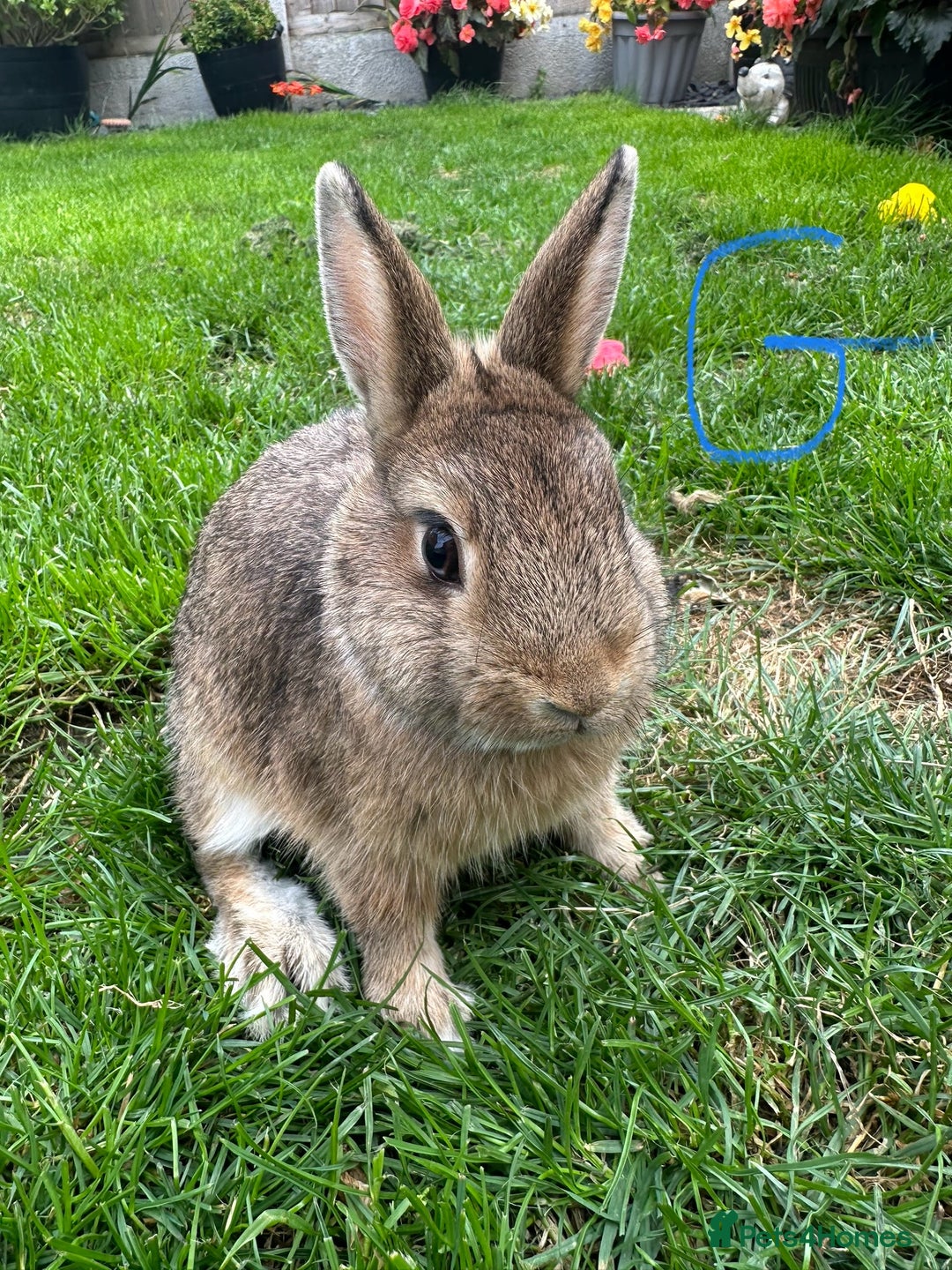 Netherland Dwarf rabbits for sale: Netherland Dwarf Rabbits For Sale  - Image 12