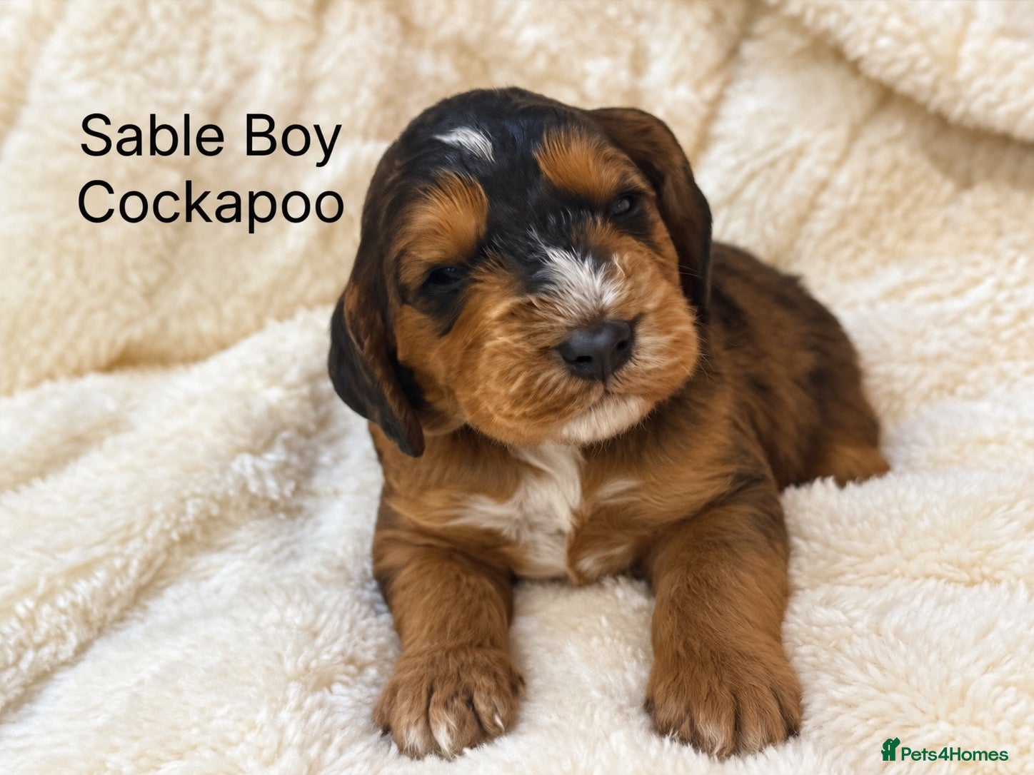 Cockapoo dogs Stunning red sable and red F1 Cockapoo’s - Advert 1
