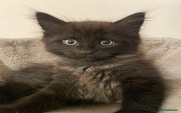 Ragdoll cats for sale: Ragdoll x kitten for sale  - Image 6