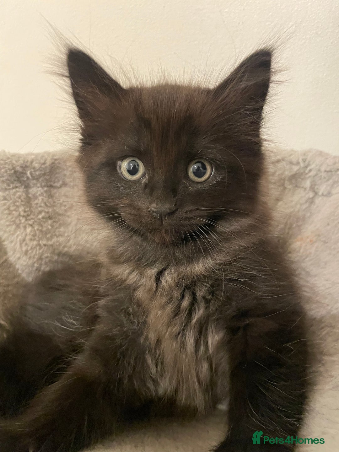 Ragdoll cats for sale: Ragdoll x kitten for sale  - Image 6