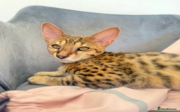 Savannah cats for sale: F3 Savannah Female Kitten Tica Reg - Image 5