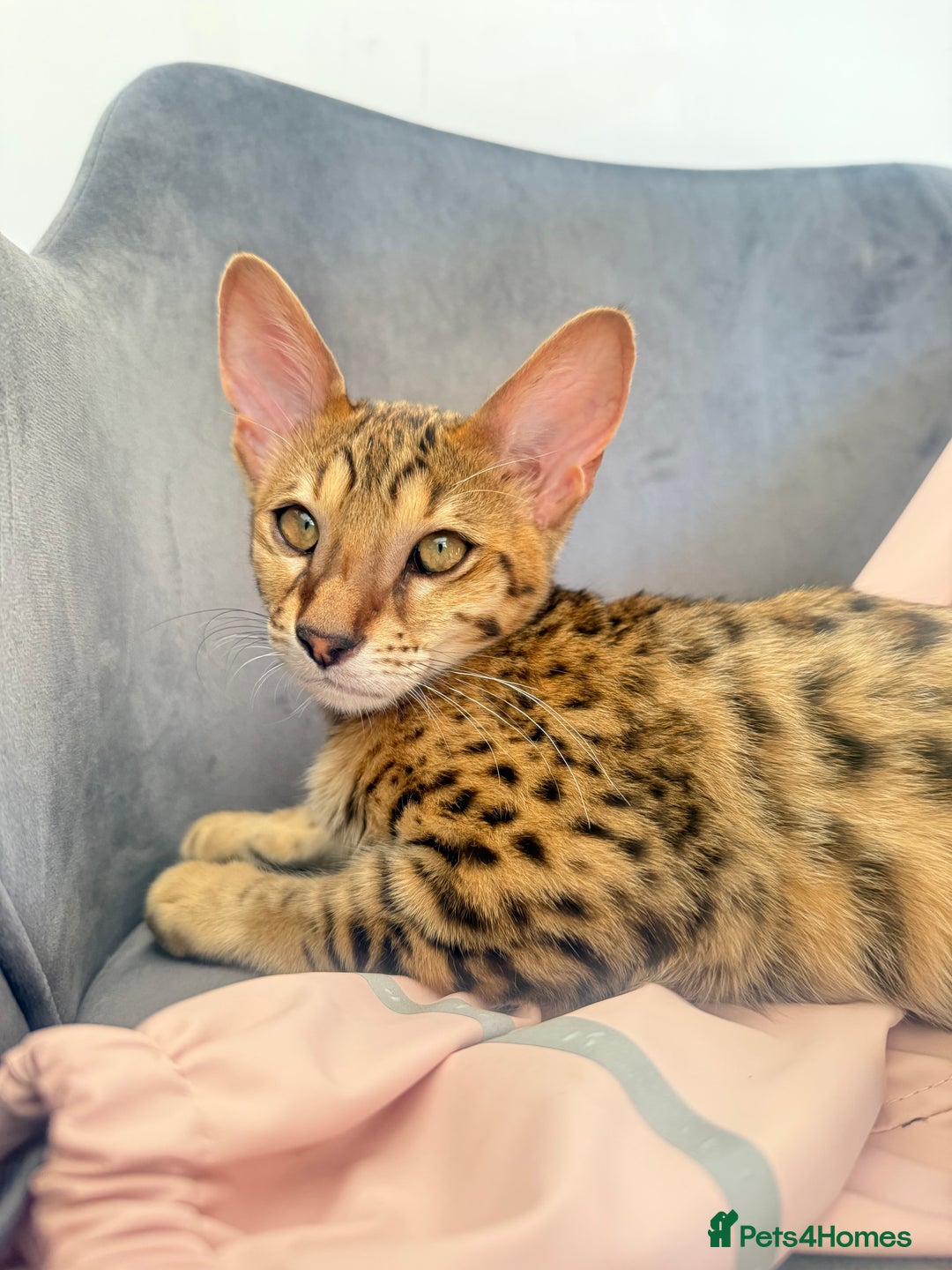 Savannah cats for sale: F3 Savannah Female Kitten Tica Reg - Image 5