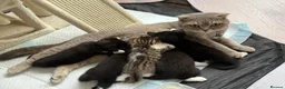 Mixed Breed cats for sale: Scottish fold kittens  - Advert 8