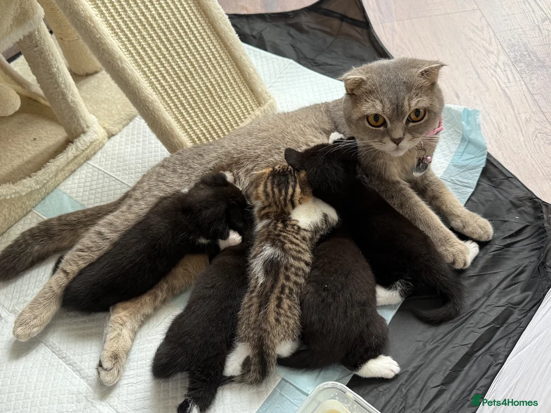 Mixed Breed cats for sale: Scottish fold kittens  - Advert 8