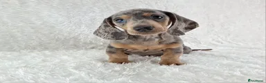 Puppy 3 Blue and Tan Dapple Boy 