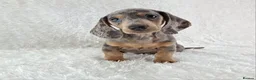 Miniature Dachshund dogs for sale: Stunning Miniature Dachshund Puppies  - Advert 35