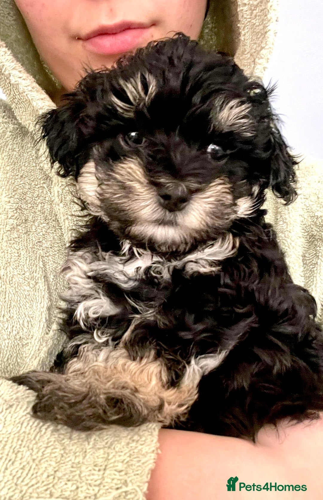 Maltipoo Puppies What Is A Moodle Dog Chocolate Moodle Puppy Teddy
