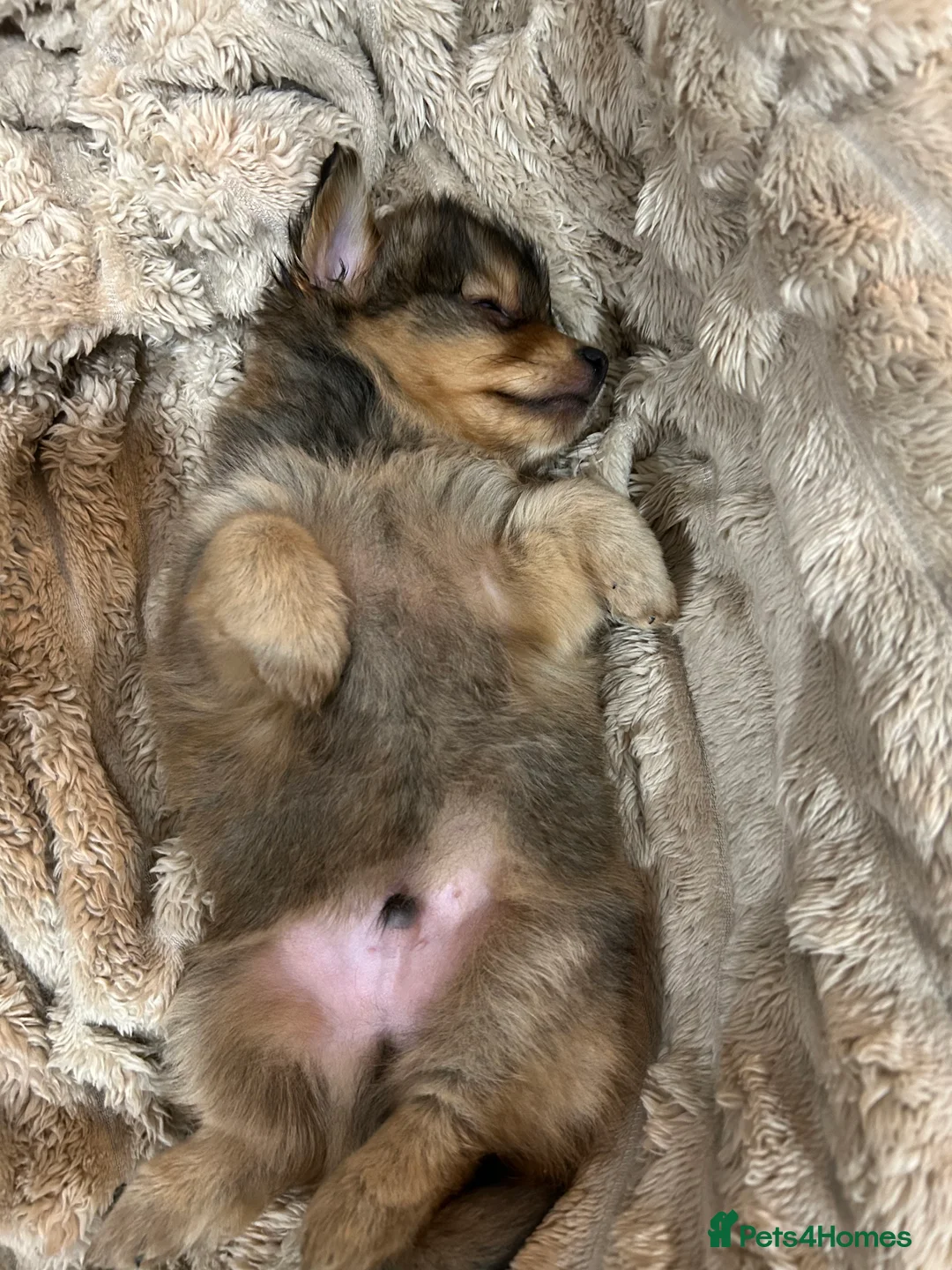 Mixed Breed dogs for sale: Miniature dachshund pomeranian sausage dog small  - Advert 8