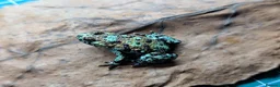 Frog reptiles for sale: Bombina orientalis - Advert 4