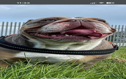 English Bulldog dogs for stud: STUD AVAILABLE!  - Image 6