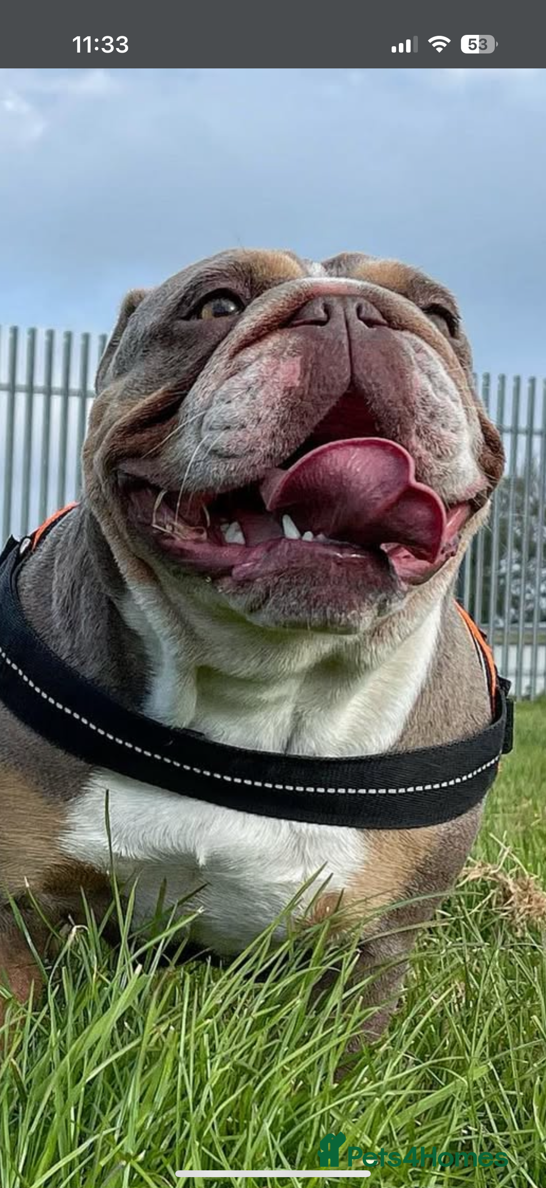 English Bulldog dogs for stud: STUD AVAILABLE!  - Image 6
