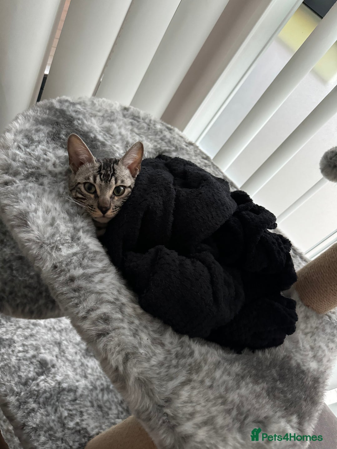 Bengal cats for sale: Silver rosetted Bengal🐆 - Image 14