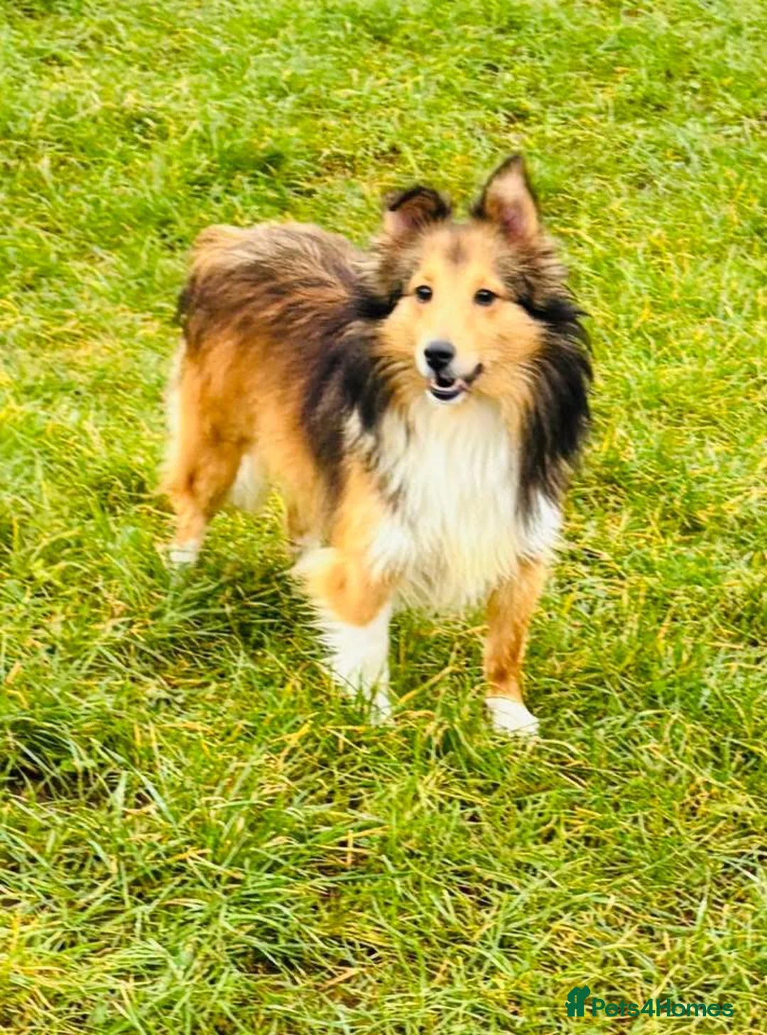 Shetland Sheepdog dogs for sale: Beautiful small Shetland sheepdog girl  - Advert 3