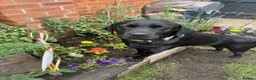 Labrador Retriever dogs for sale: Black lab  - Advert 3