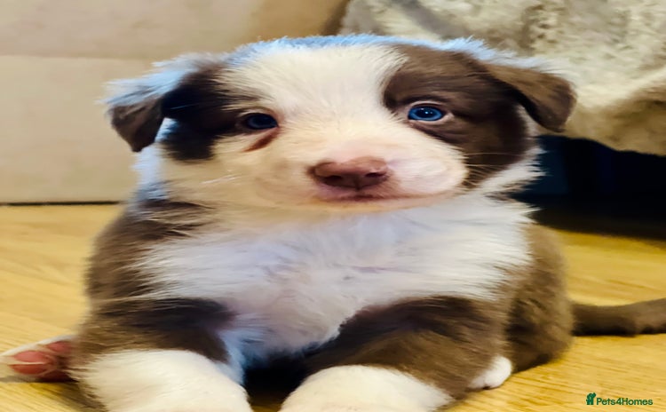 Border Collie dogs - Advert 4