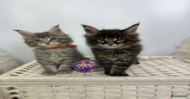 Maine Coon cats - Advert 1