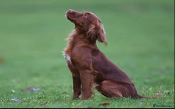 Cocker Spaniel dogs for sale: K.C. Well bred chocolate working cocker spaniels - Image 24