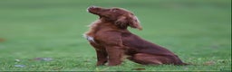 Cocker Spaniel dogs for sale: K.C. Well bred chocolate working cocker spaniels - Advert 24