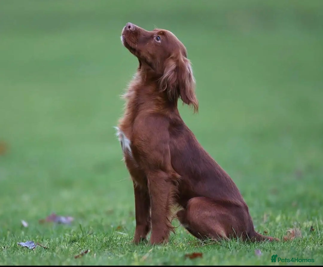 Cocker Spaniel dogs for sale: K.C. Well bred chocolate working cocker spaniels - Image 24
