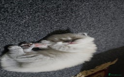 Ragdoll cats for sale: Ragdoll x Persian - Image 6