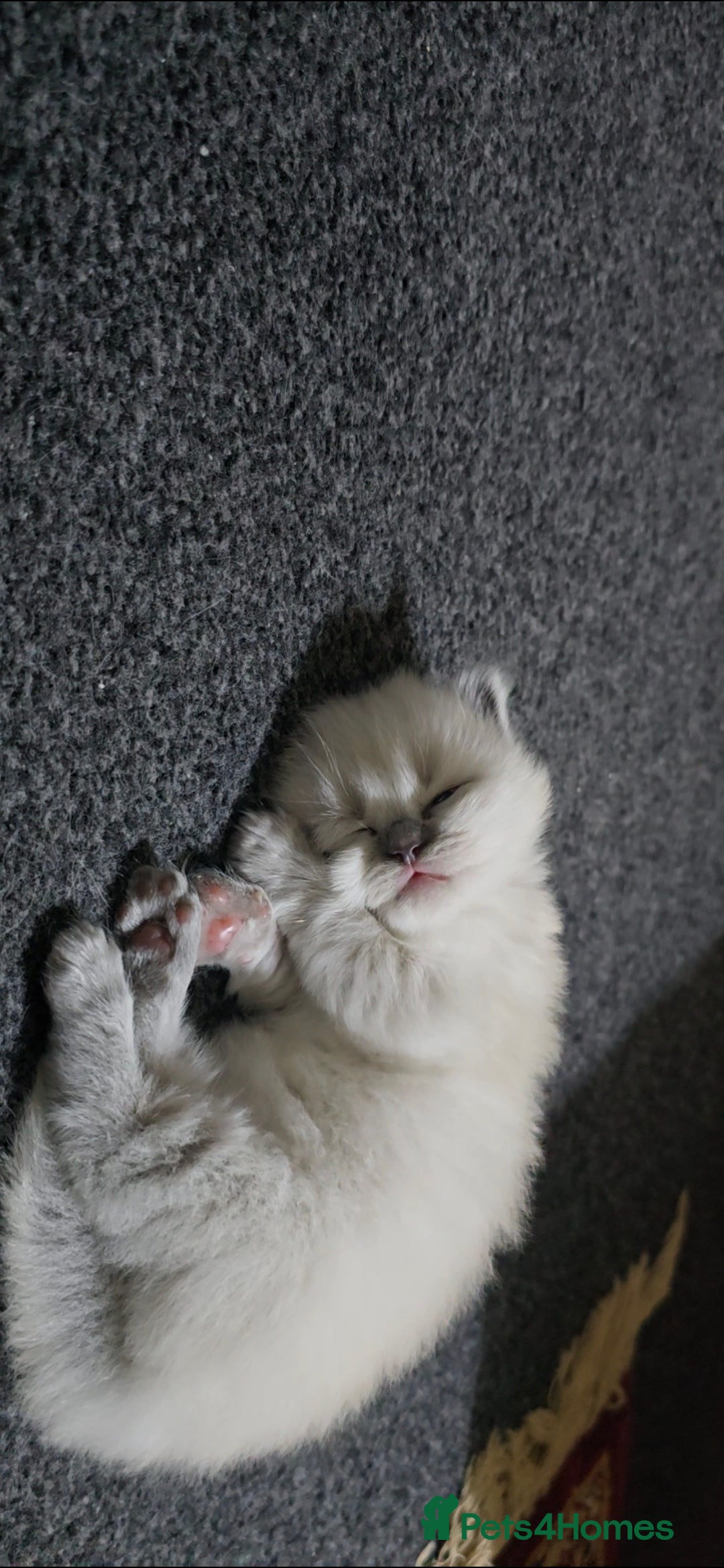 Ragdoll cats for sale: Ragdoll x Persian - Image 6