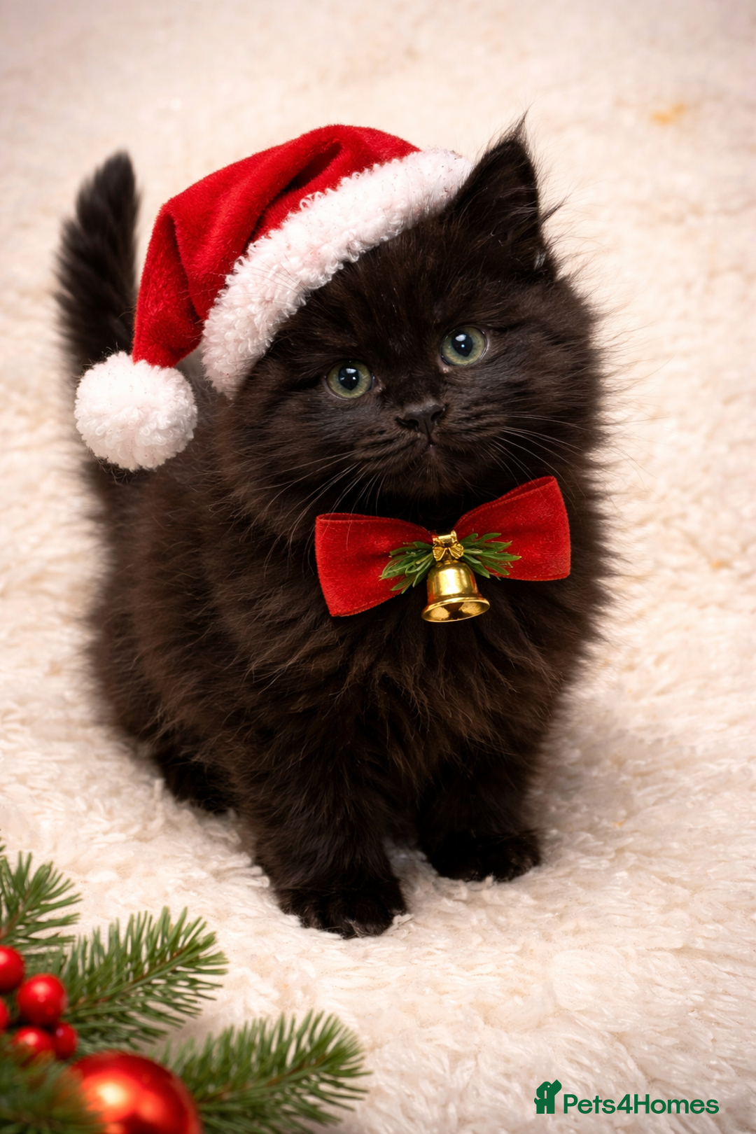 Maine Coon cats for sale: maine coon cross kitten available to reserve - Advert 4