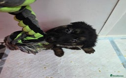 German Shepherd dogs for sale: Chunky German shepherd puppies for sale  - Advert 6