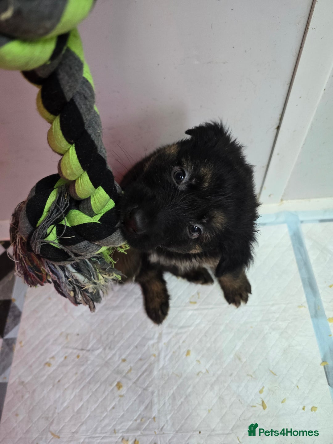 German Shepherd dogs for sale: Chunky German shepherd puppies for sale  - Advert 6