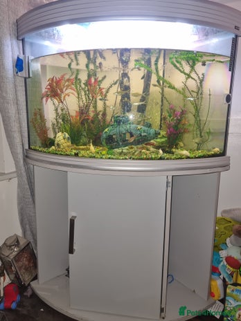 Other/Mixed Breed fish for sale in Sunderland - Advert 1