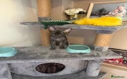 Sphynx cats for sale: Sphynx Boy including Everything Needed! - Image 6