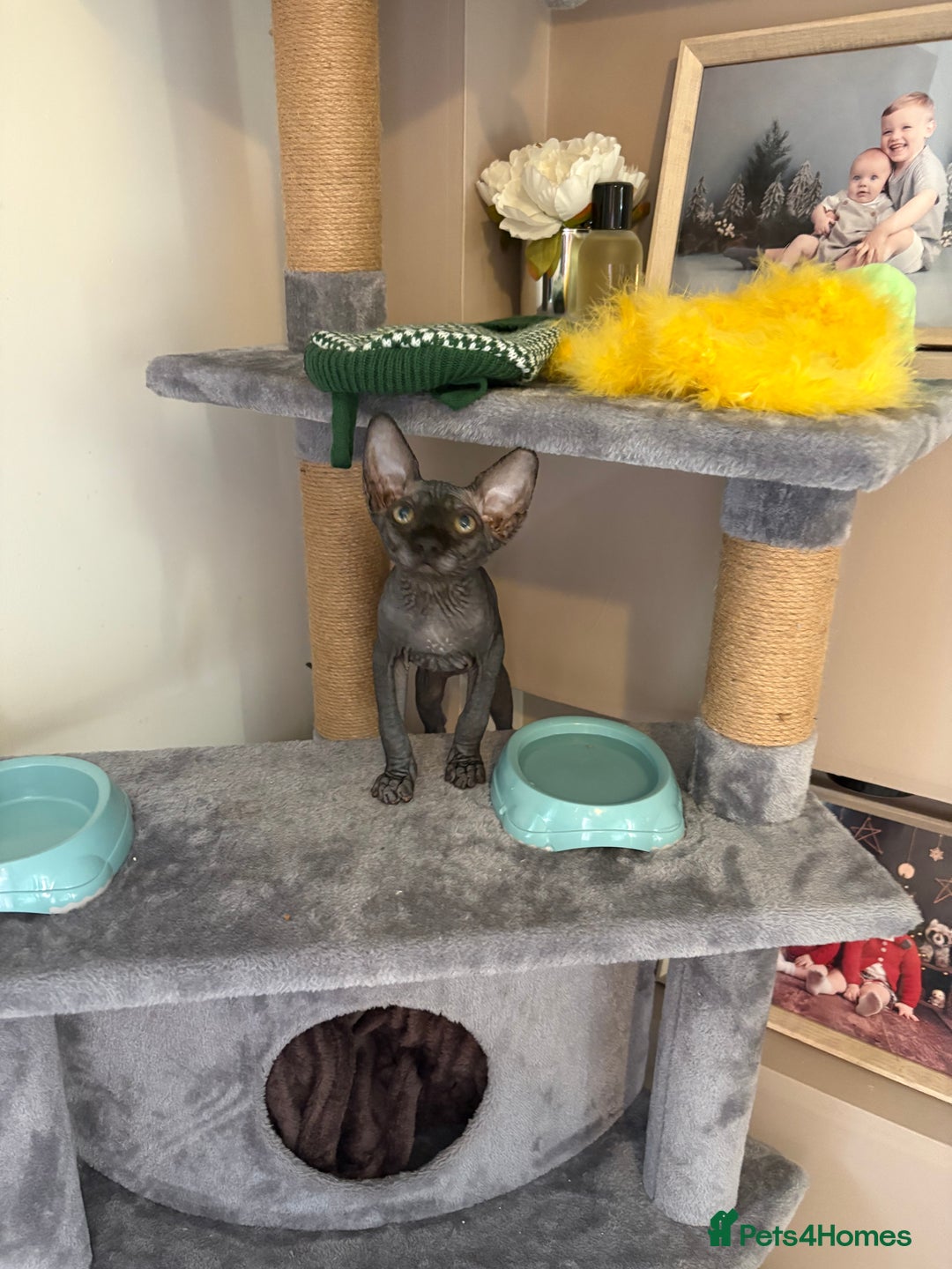 Sphynx cats for sale: Sphynx Boy including Everything Needed! - Image 6