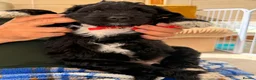 Bernedoodle dogs for sale: Stunning bernedoodle pups puppies  - Advert 9