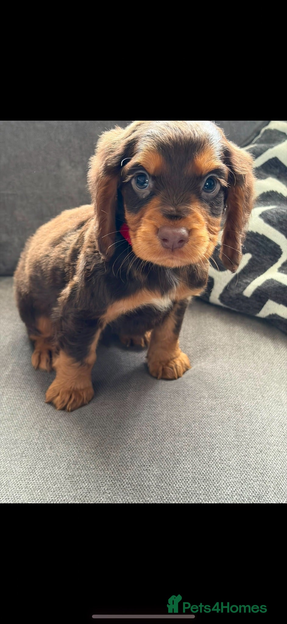 Cocker Spaniel dogs Cocker Spaniel - Advert 17