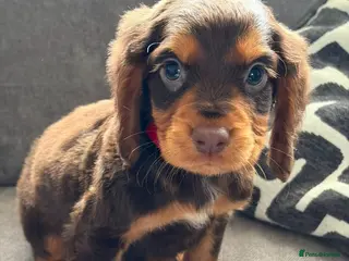 Cocker Spaniel dogs Cocker Spaniel - Advert 17