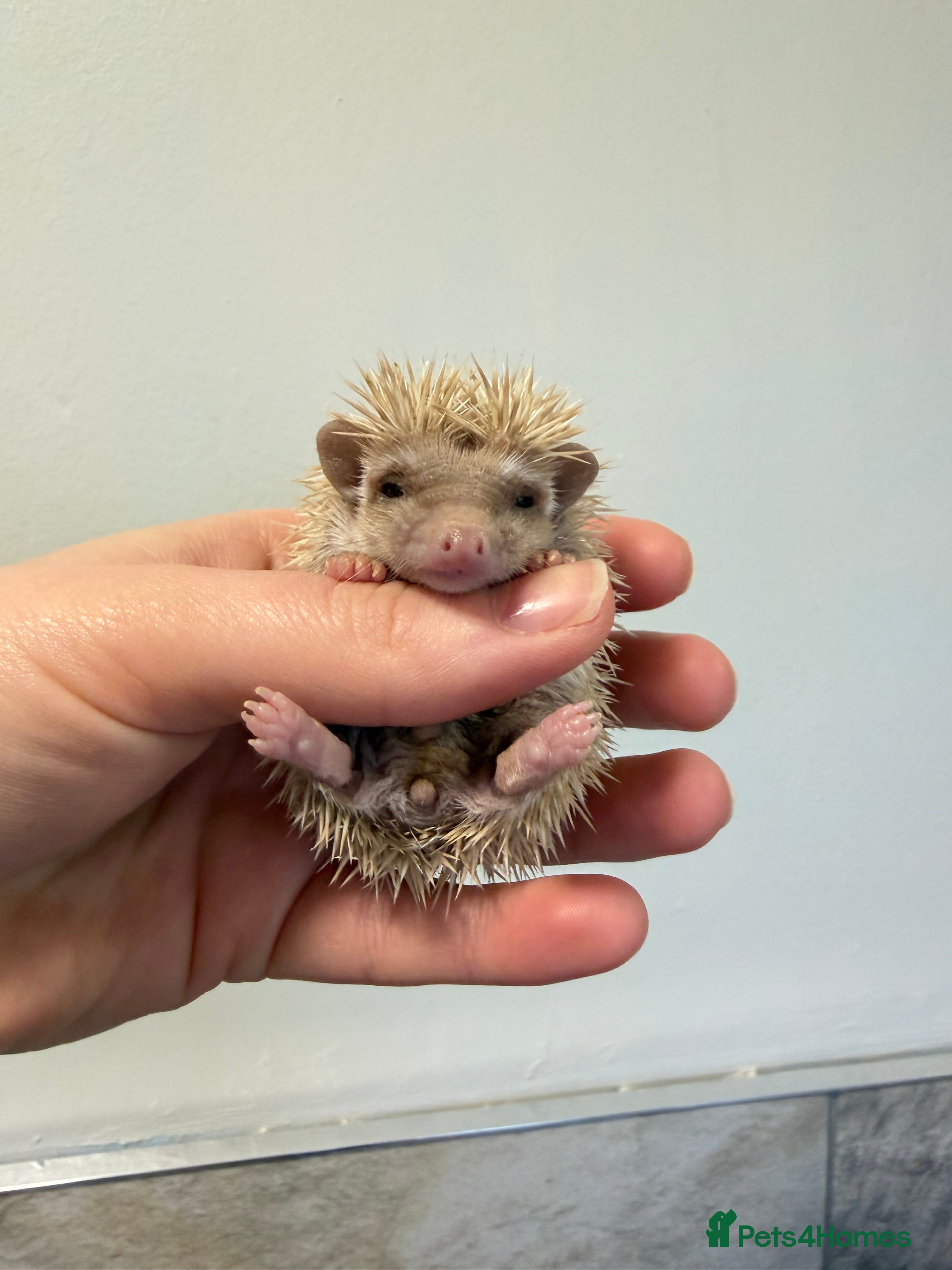 Pygmy Hedgehog rodents African Pygmg hedgehogs  - Advert 8