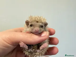 Pygmy Hedgehog rodents African Pygmg hedgehogs - Advert 8