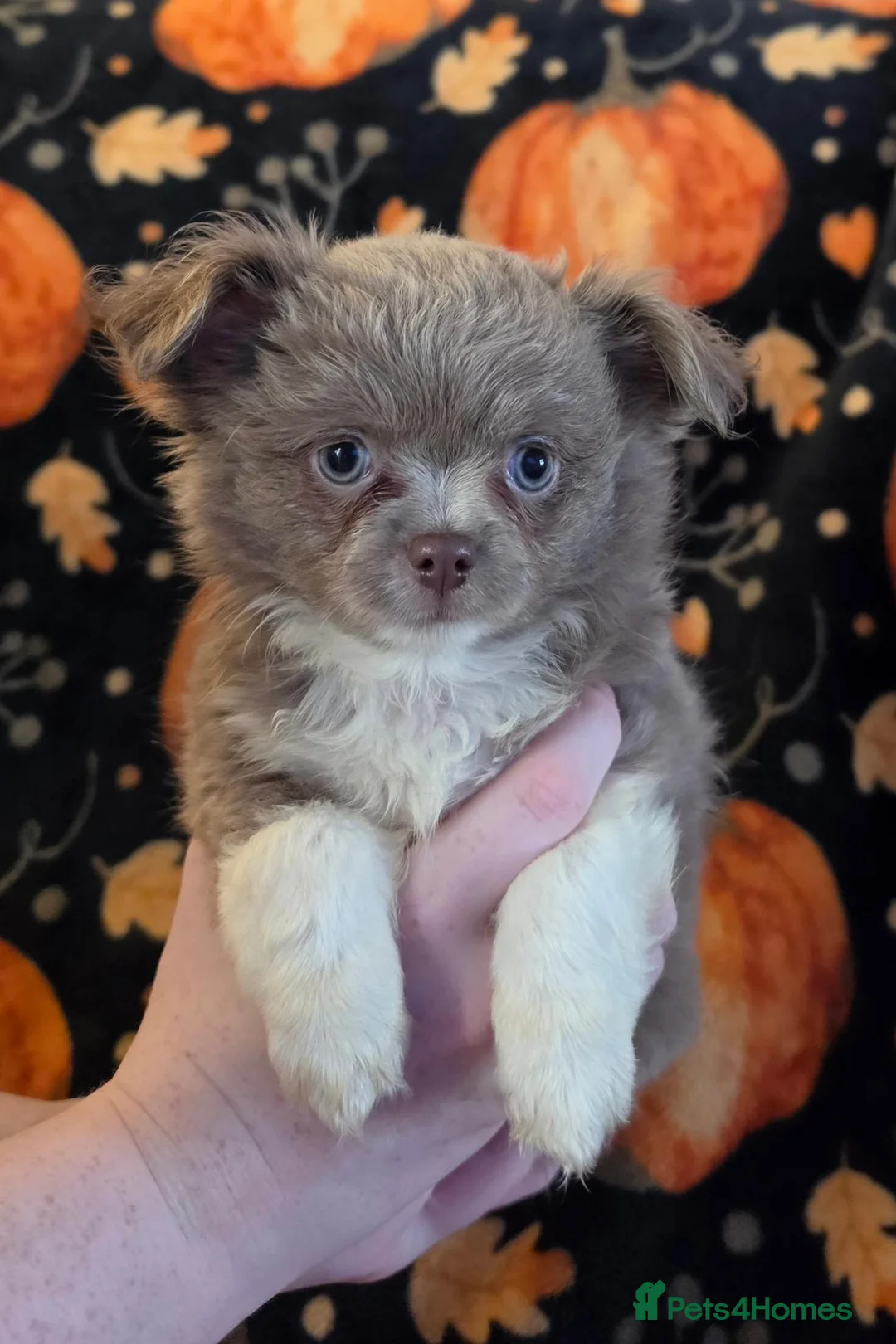 Chihuahua dogs for sale: Kc long coat chihuahua boy lilac & white - Advert 1