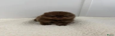 Pomeranian 1