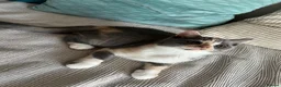 British Shorthair cats for sale: British shorthair registered with GCCF - Advert 8
