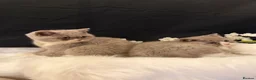 British Shorthair cats for sale: Full Pedigree Registered Breeder BSH Kittens  - Advert 21