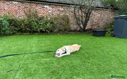 Mixed Breed dogs for adoption: Talia - Marleborough Wiltshire  - Advert 5