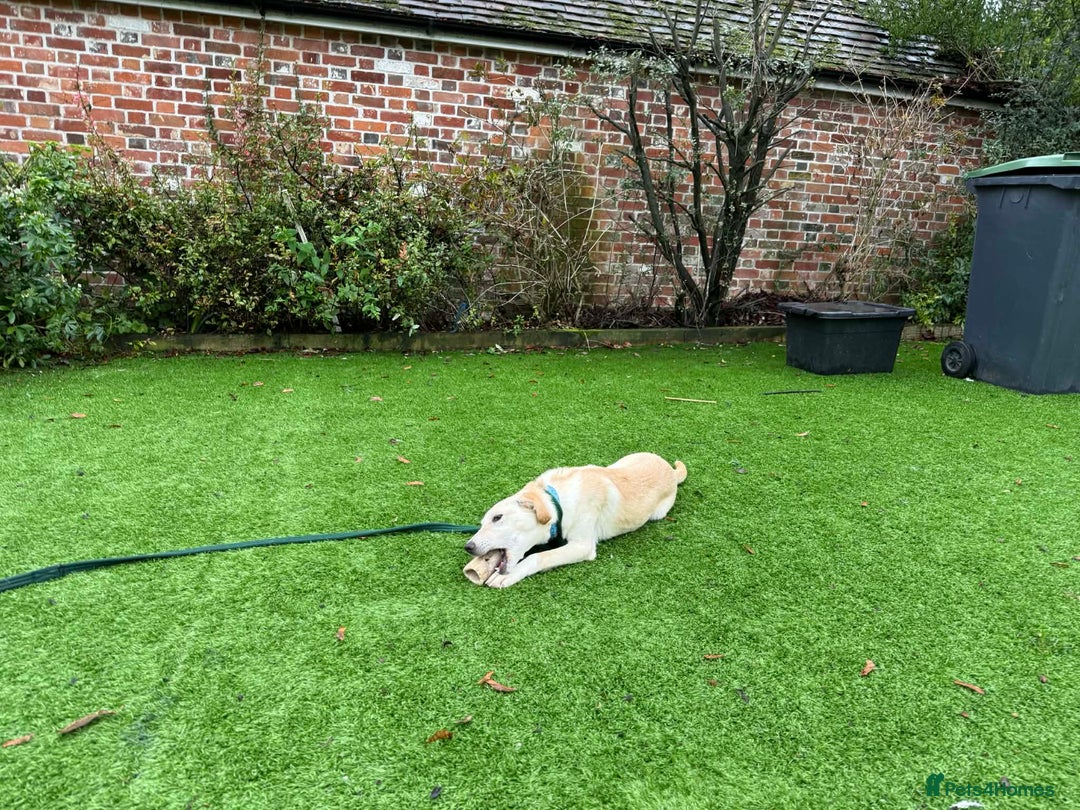 Mixed Breed dogs for adoption: Talia - Marleborough Wiltshire  - Advert 5