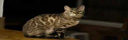 Bengal cats for sale: Snow minx bengal - Advert 2