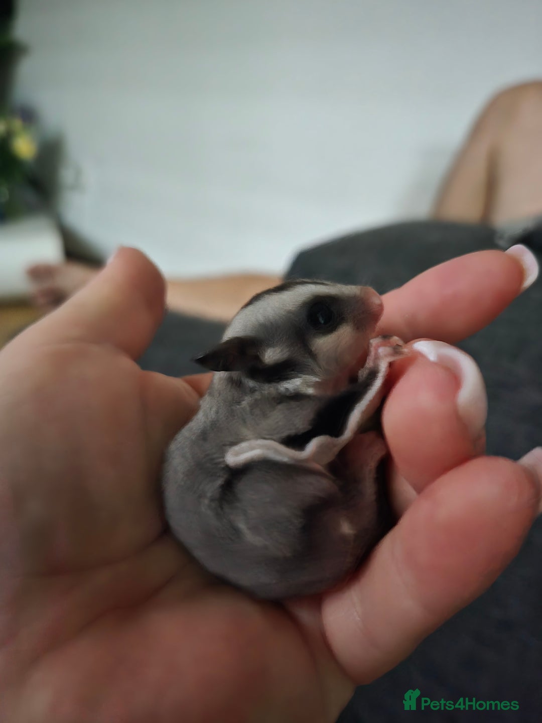 Sugar Glider rodents for sale: Boy and Girl Sugar gliders - Image 5