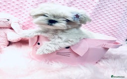 Maltese dogs for sale: 💎 KC Korean Maltese Girls 💎 DNA tested parents. in Leven - Image 11