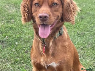 Cocker Spaniel dogs Health Tested Red Cocker Spaniel Stud in Middlesbrough - Advert 23