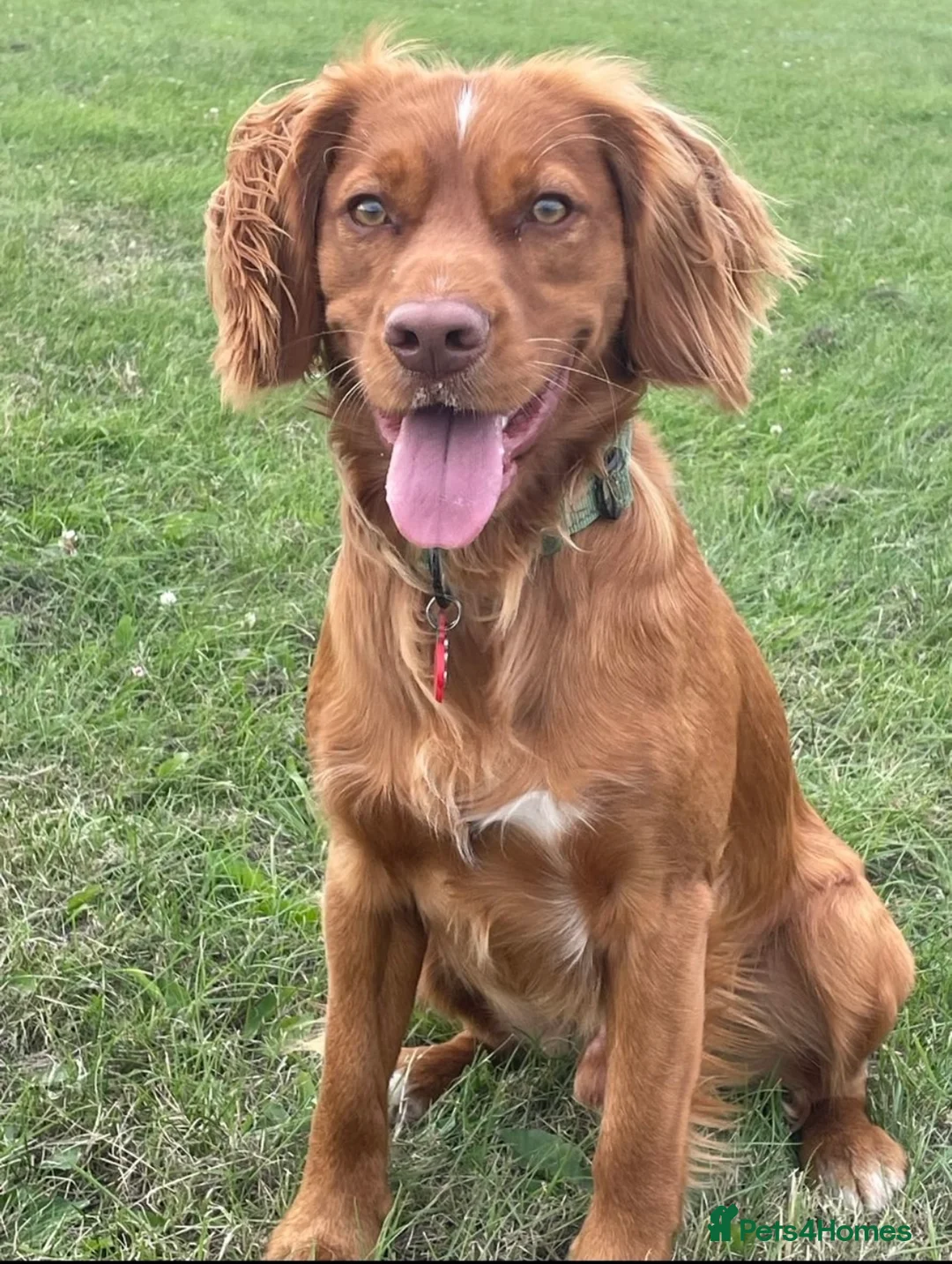 Cocker Spaniel dogs for stud: Health Tested Red Cocker Spaniel Stud  in Middlesbrough - Advert 1